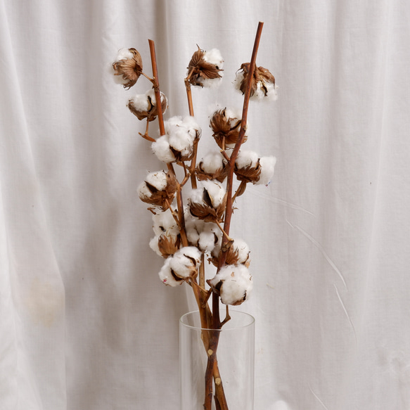 ドライフラワー　コットンツリー1本　 dried flower of cotton 2枚目の画像