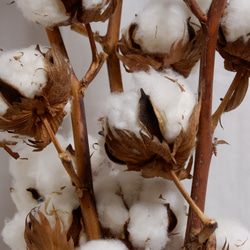 ドライフラワー　コットンツリー1本　 dried flower of cotton 4枚目の画像