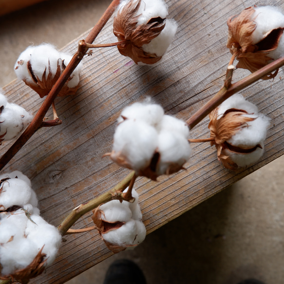 ドライフラワー　コットンツリー1本　 dried flower of cotton 6枚目の画像