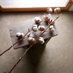 ドライフラワー　コットンツリー1本　 dried flower of cotton 7枚目の画像
