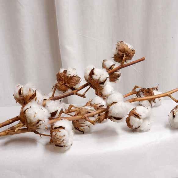 ドライフラワー　コットンツリー1本　 dried flower of cotton 1枚目の画像