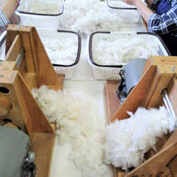 実綿 和綿 白 10g 伯州綿 綿の実 2022年秋収穫 綿繰り 7枚目の画像