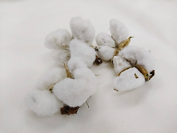 実綿 和綿 白 10g 伯州綿 綿の実 2022年秋収穫 綿繰り 6枚目の画像
