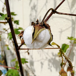 実綿 和綿 白 10g 伯州綿 綿の実 2022年秋収穫 綿繰り 5枚目の画像