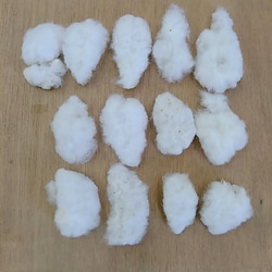 実綿 和綿 白 10g 伯州綿 綿の実 2022年秋収穫 綿繰り 3枚目の画像