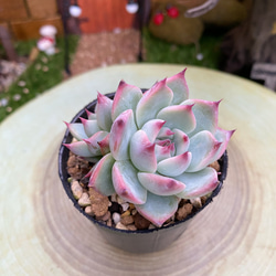 新品種高級苗】超人気 ストロベリーアーモンド 多肉植物 厳選韓国苗