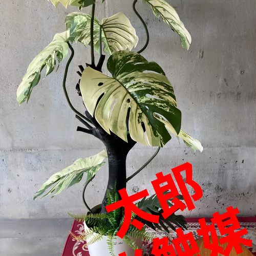 光触媒　人工観葉植物　ウォールグリーン　フェイクグリーン　モンステラバリエ1