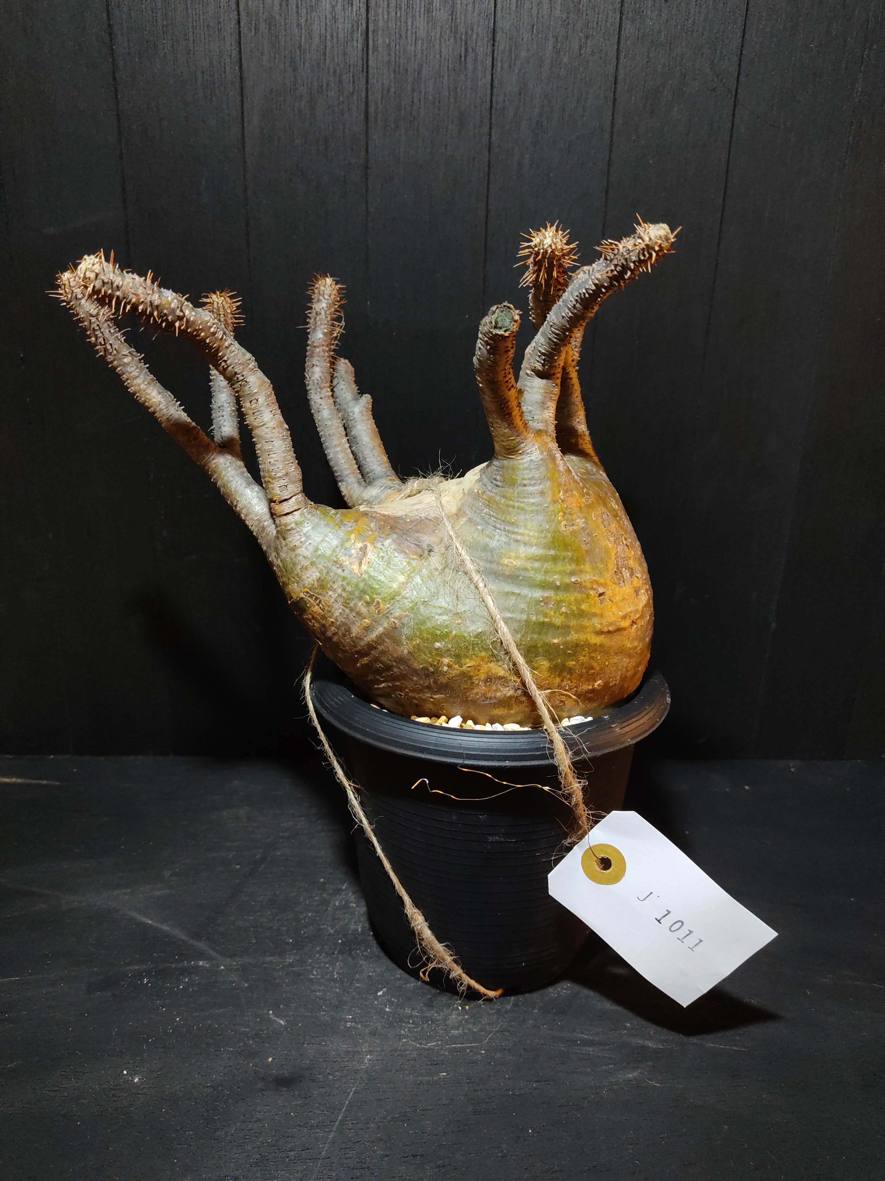 パキポディウム グラキリス発根チャレンジ土耕株 J1017