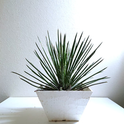 超特大　ジェミニフローラ（ゲミニフローラ）鉢底から90cm 幅90cm アガベ 超特大 ジェミニフローラ（ゲミニフローラ）鉢底から90cm 幅 90cm アガベ