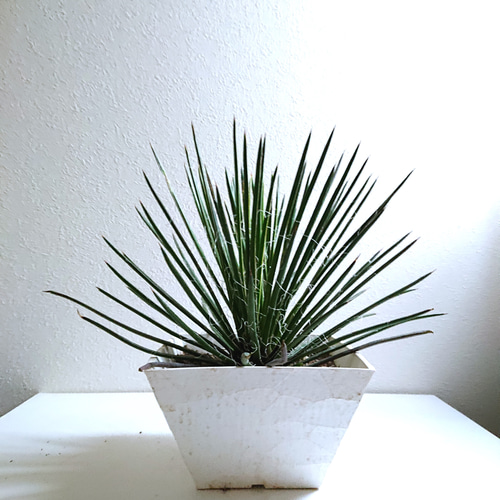 アガベ ジェミニフローラ 地植え 群生株