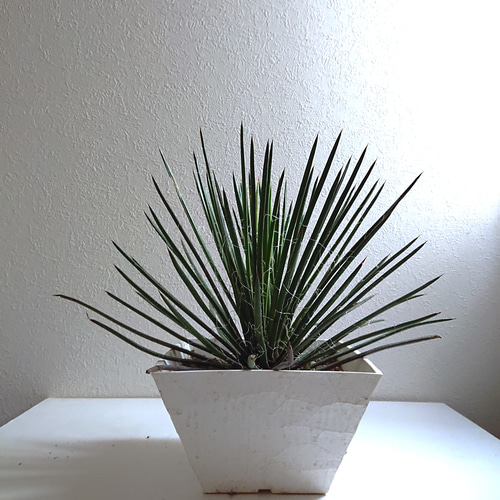 超特大　ジェミニフローラ（ゲミニフローラ）鉢底から90cm 幅90cm アガベ Agave geminiflora アガベ ジェミニフローラ テラコッタ その他