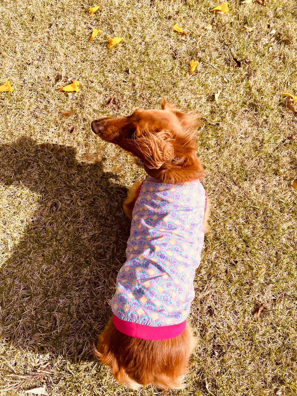 【送料無料】【さらさ】ダックス 小型犬用洋服 綿ノースリーブ 犬服 ダックス プードル チワワ 19枚目の画像