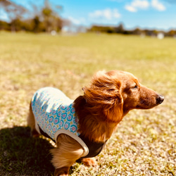 【送料無料】【さらさ】ダックス 小型犬用洋服 綿ノースリーブ 犬服 ダックス プードル チワワ 16枚目の画像