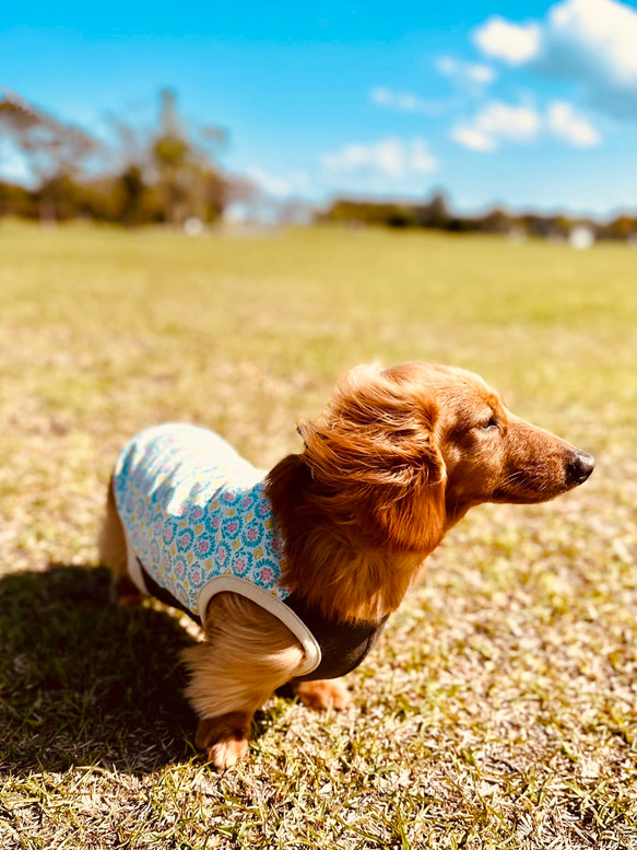 【送料無料】【さらさ】ダックス 小型犬用洋服 綿ノースリーブ 犬服 ダックス プードル チワワ 16枚目の画像