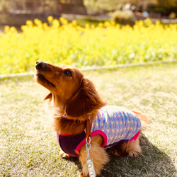 【送料無料】【さらさ】ダックス 小型犬用洋服 綿ノースリーブ 犬服 ダックス プードル チワワ 11枚目の画像