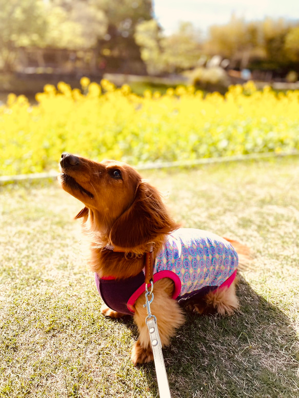 【送料無料】【さらさ】ダックス 小型犬用洋服 綿ノースリーブ 犬服 ダックス プードル チワワ 11枚目の画像