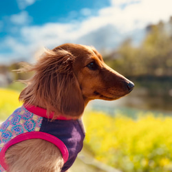 【送料無料】【さらさ】ダックス 小型犬用洋服 綿ノースリーブ 犬服 ダックス プードル チワワ 10枚目の画像