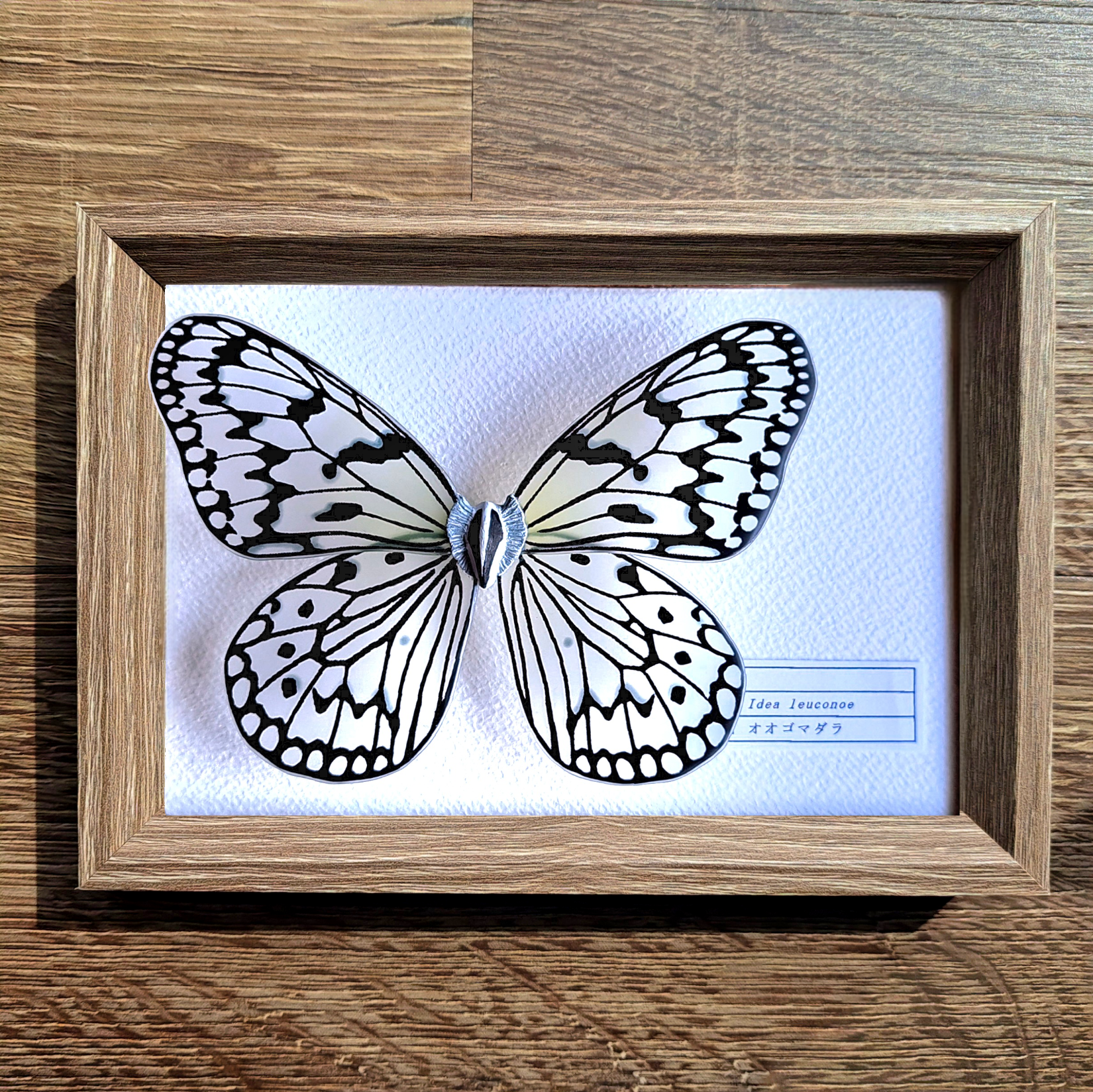 【命を奪わない標本】オオゴマダラ 12,000円