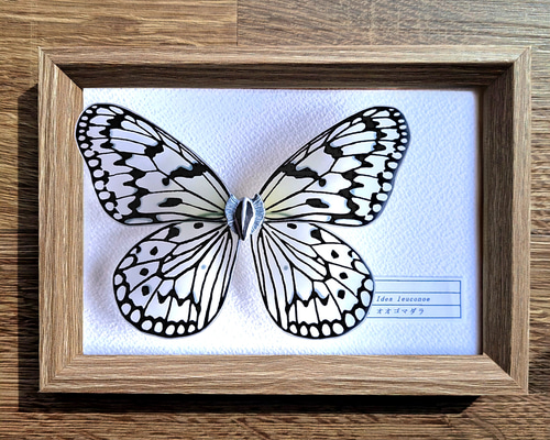 命を奪わない標本】オオゴマダラ 立体・オブジェ 優月館 通販