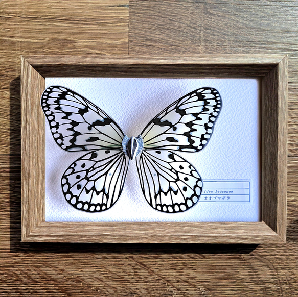 希少蝶の標本採取84/87/2003年　オオゴマダラ等現状品41x50x6cm 命を奪わない標本】オオゴマダラ 立体・オブジェ 優月館 通販 16064773