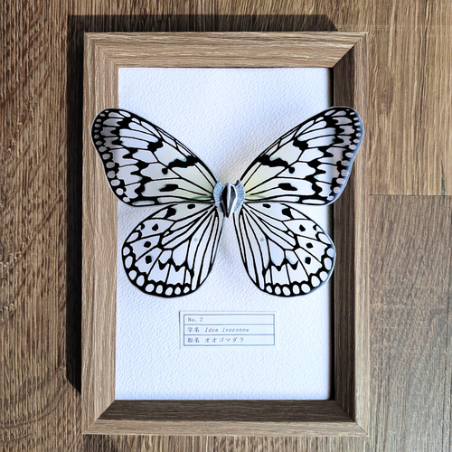 希少蝶の標本採取84/87/2003年　オオゴマダラ等現状品41x50x6cm Amazon.co.jp: オオゴマダラ 蝶 標本 : おもちゃ