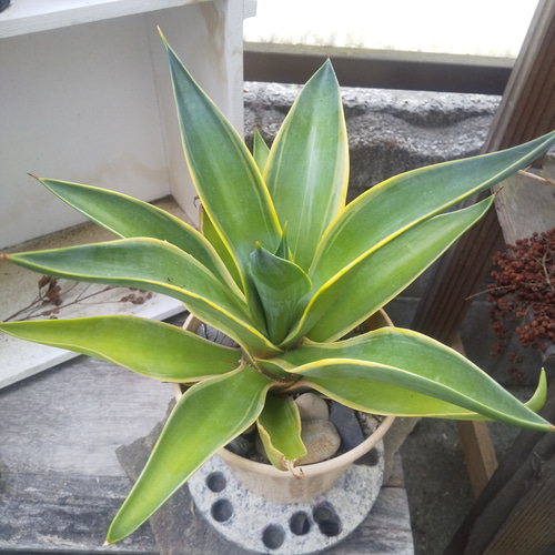 多肉植物 アガベ ベネズエラ 抜き苗 長与町 多肉植物 アガベ ベネズエラ 抜き苗 長与町