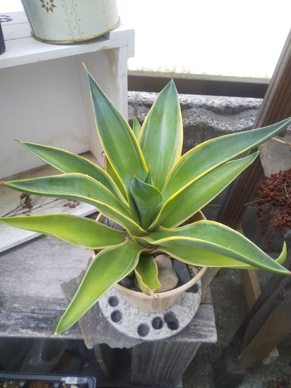 多肉植物 アガベ ベネズエラ 抜き苗 多肉植物 ミクロ 通販 16065221