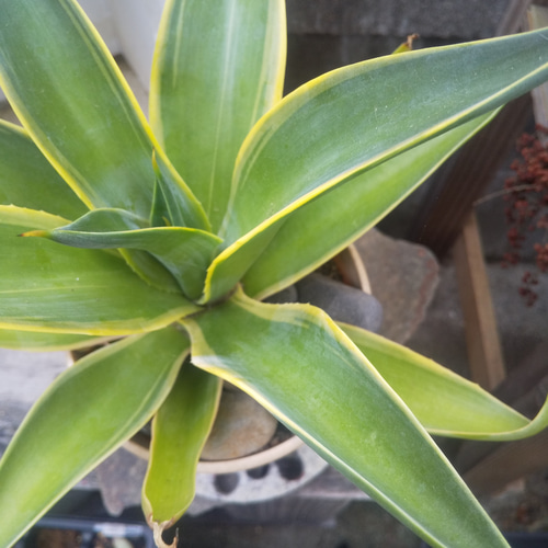 アガベ Agave 抜き苗　ベネズエラ　特大サイズ　直径1m超え Amazon.co.jp: アガベ Agave 抜き苗 ベネズエラ 特大サイズ 直径