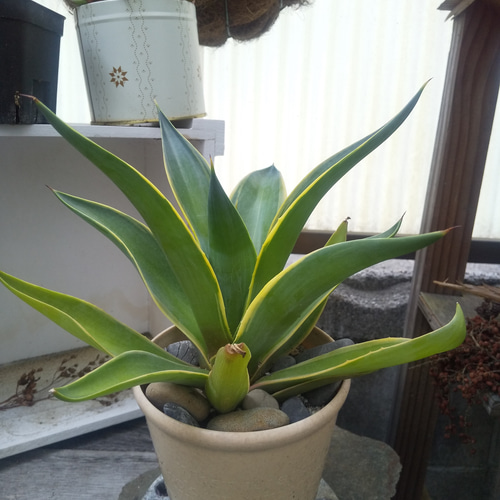 Agave Venezuela_アガベ ベネズエラ 子株1株 抜き苗発送 - メルカリ