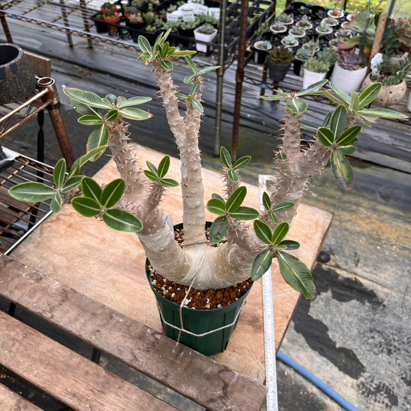 Pachypodium Densiflorum パキポディウム デンシフローラム シバ女王の ...