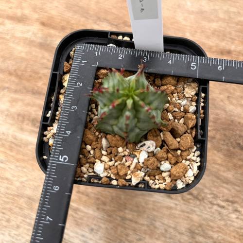 【美株】ユーフォルビアユニスピナ 実生 サボテン 多肉植物 塊根 美株】ユーフォルビアユニスピナ 実生 サボテン 多肉植物 塊根