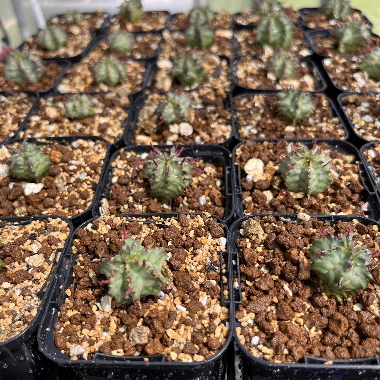 実生株 ユーフォルビア ポリゴナスノーフレーク Euphorbia polygona 