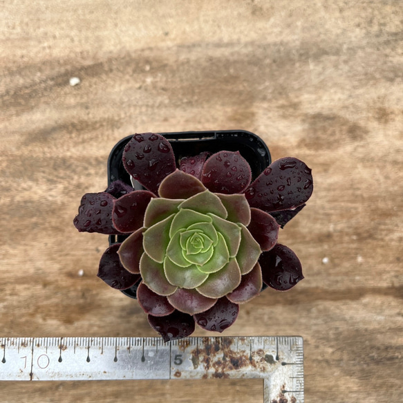 アエオニウム ベロア 【多肉植物 succulents 塊根植物 Codex 種子から多肉 seed 輸入苗 Pot】 3枚目の画像