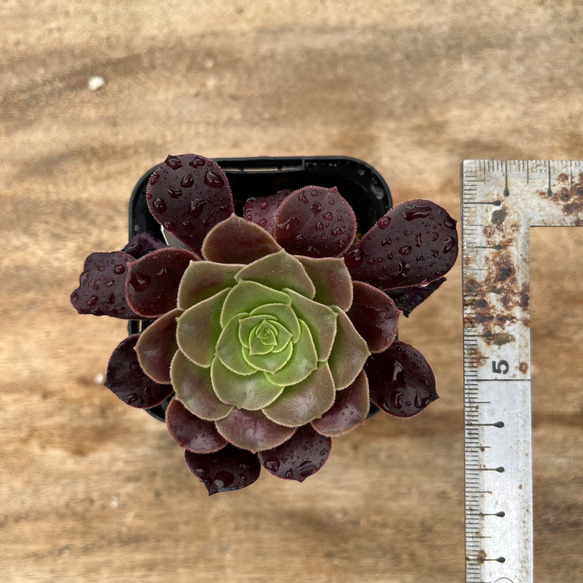 アエオニウム ベロア 【多肉植物 succulents 塊根植物 Codex 種子から多肉 seed 輸入苗 Pot】 2枚目の画像