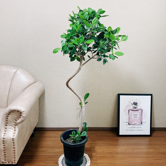 【かなり大鉢♥】フィカス ジョセボーノ 2株 かなり大鉢♥】フィカス ジョセボーノ 2株