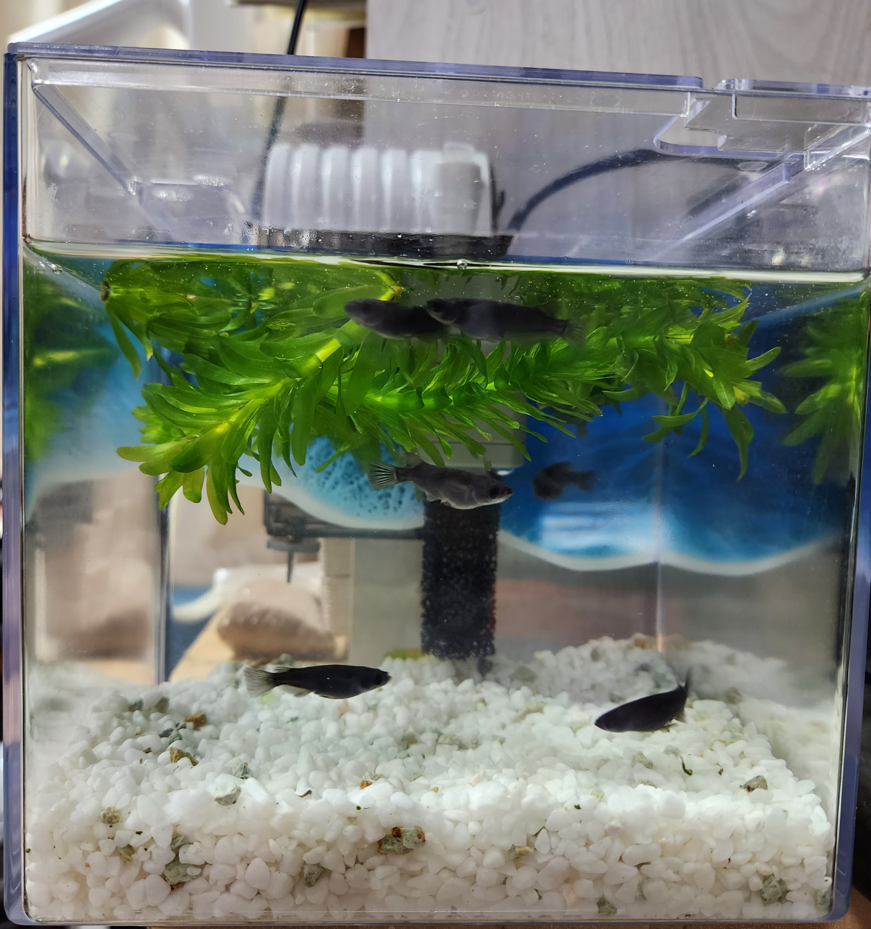 受注制作 メダカ 金魚 飼育セット モーター目隠し 波アート ハウス