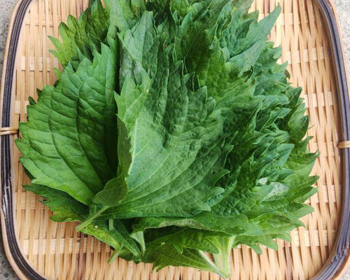 農家直送]大葉青しそ150g以上(栽培期間、化学肥料・農薬不使用