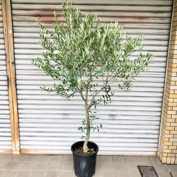 現品 厳選株 オリーブの木 オリーブ souju ネバディロブランコ 10号 