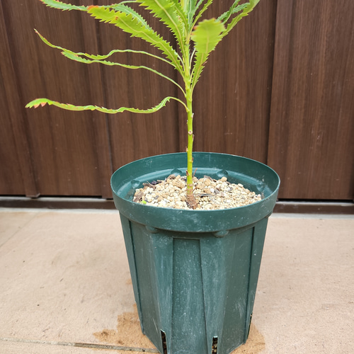 専門店の安心の1ヶ月保証付 バンクシア アエムラ ポット鉢植え