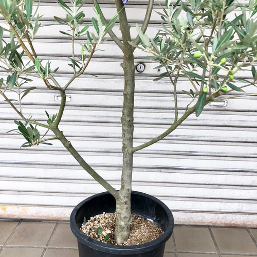 現品 極太株 実付き オリーブの木 オリーブ souju