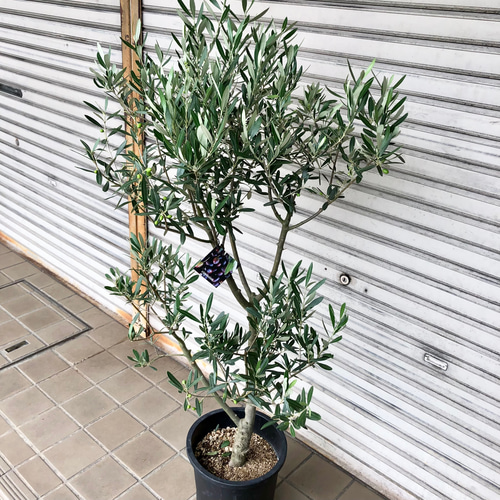 yuusukeさま専用 b オリーブの木　シプレッシーノ　極太 現品 極太株 実付き オリーブの木 オリーブ souju