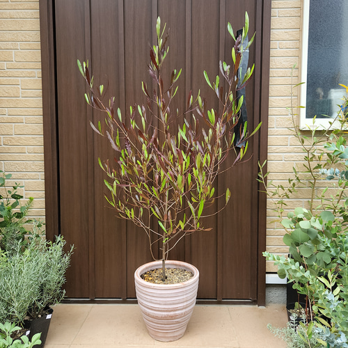 ドドナエア パープレア プルプレア テラコッタ鉢植え オージープランツ