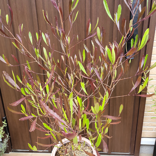 ドドナエア パープレア プルプレア テラコッタ鉢植え オージープランツ