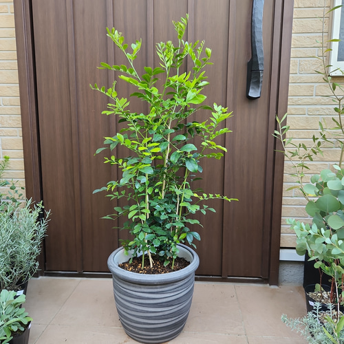 シルクジャスミン ゲッキツ 大きめ♪お洒落鉢植え 苗 シンボルツリー