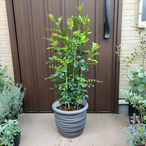 シルクジャスミン ゲッキツ 大きめ♪お洒落鉢植え 苗 シンボルツリー