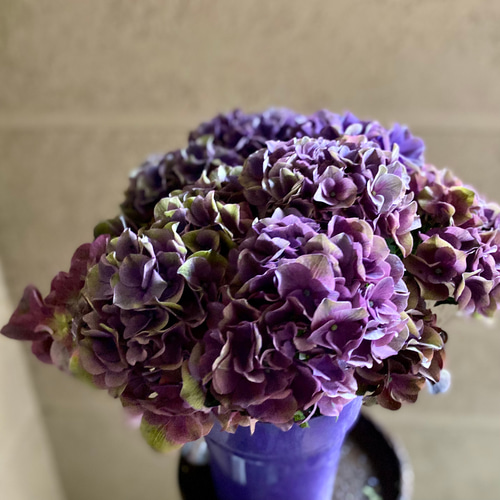 秋色紫陽花 秋色紫陽花 ファーストクラッシック 秋色アジサイ その他インテリア