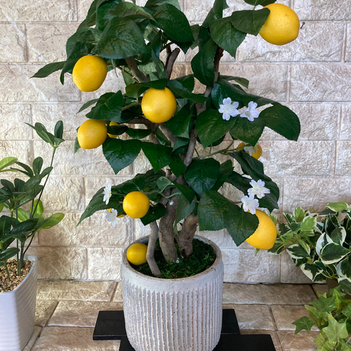 光触媒　人工観葉植物　ウォールグリーン　フェイクグリーン　レモンの木gj 光触媒 人工観葉植物 ウォールグリーン フェイクグリーン レモンの木gj