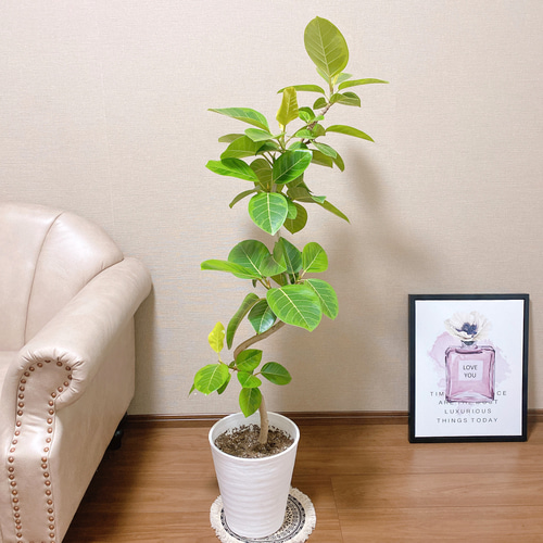 現品】観葉植物 フィカス アルテシーマ アルテシマ ゴムの木