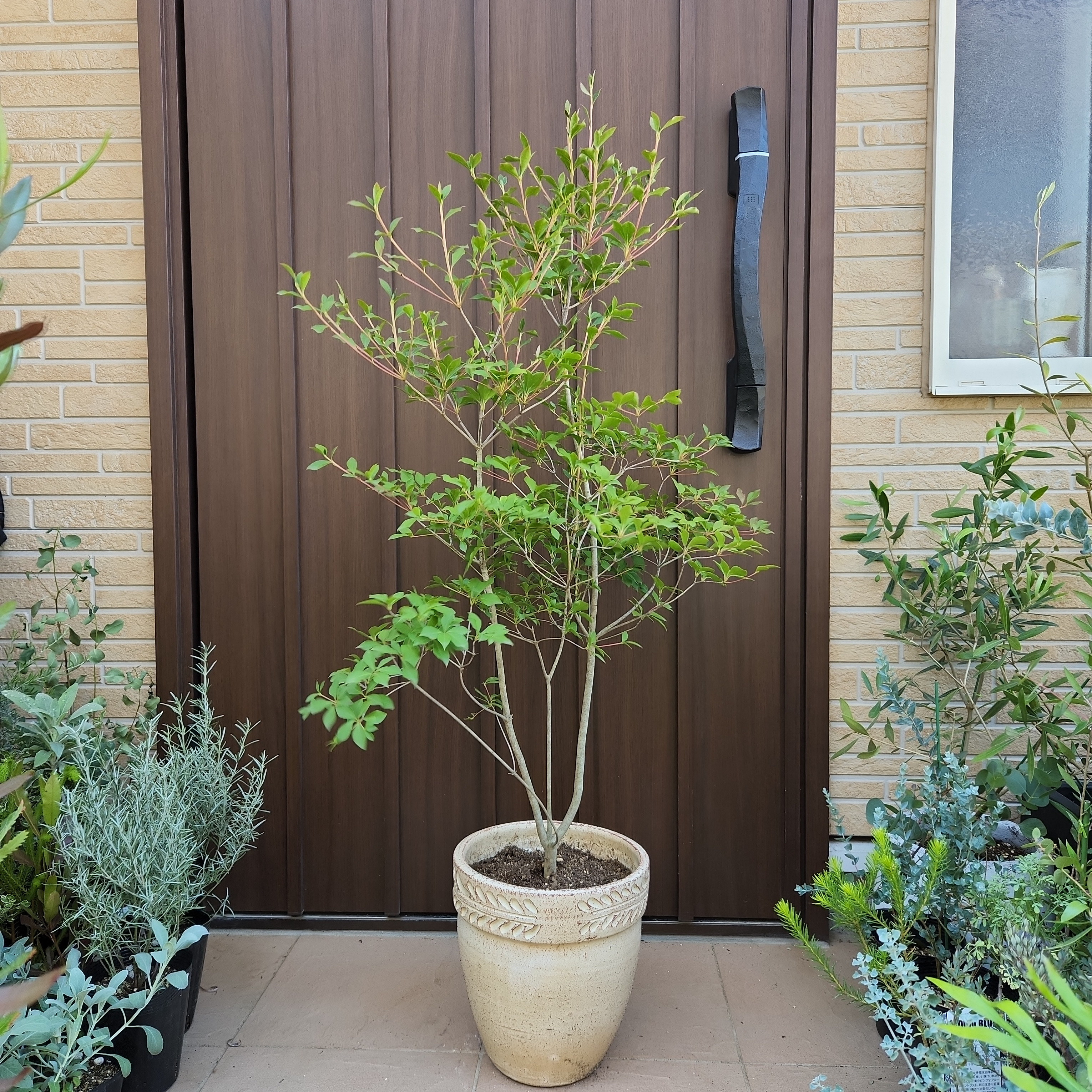 大苗♪ドウダンツツジ ドウダンツツジ 樽型鉢植え 苗木 庭木 和モダン