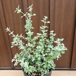 ソルトブッシュ　鉢植え　苗　オージープランツ　カラーリーフ　ドライガーデン　ロックガーデン 5枚目の画像